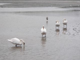 The Anchorage Lagoon View with Swans