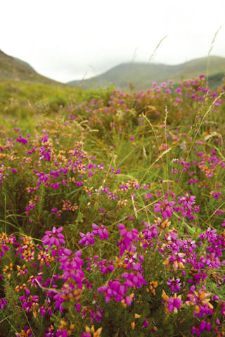 Wildflowers