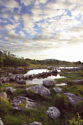 Irish Bog