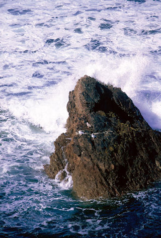 Birds, Rocks, Sea